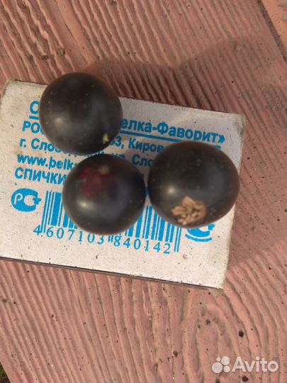 Черная смородина