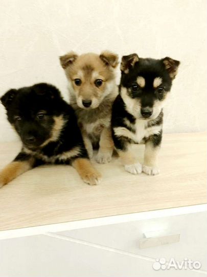 Игривый и милый щенок