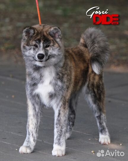 Тигровые Акита