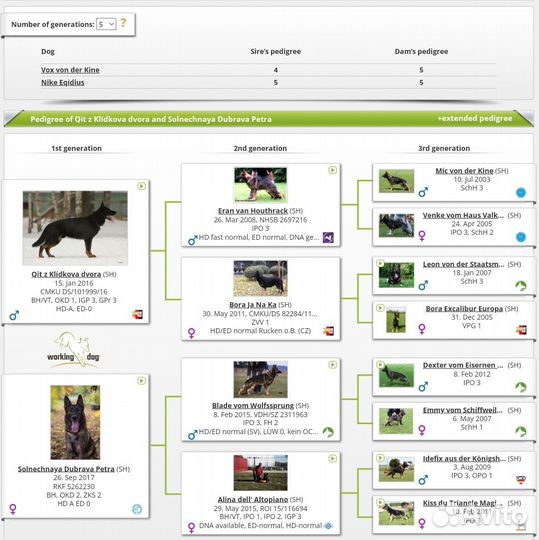 Щенки немецкой овчарки рабочего разведения
