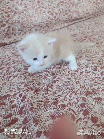 Отдам котят бесплатно в добрые руки