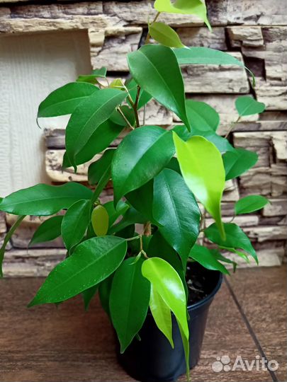 Комнатные растения цветы