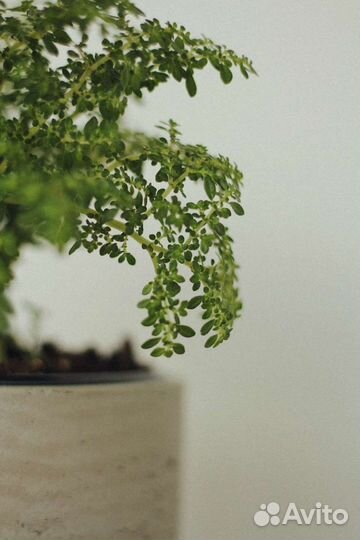 Пилея мелколистная