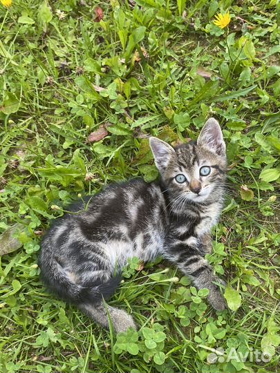 Котенок в добрые ответственные руки