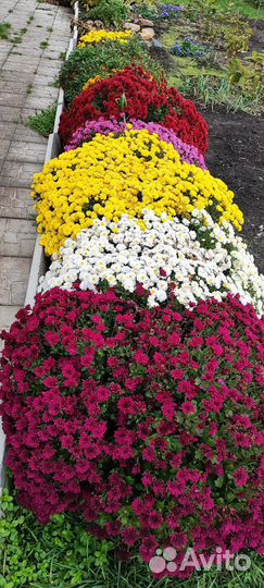 Хризантемы мультифлора