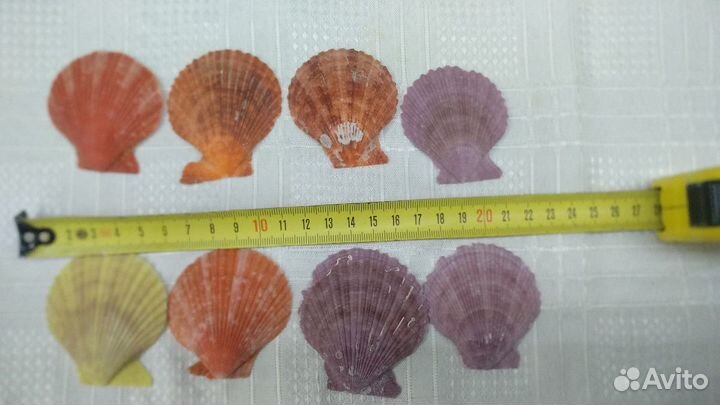 Створки морского гребешка, ракушки, морская звезда