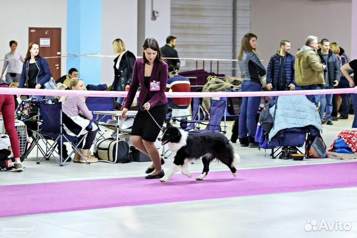 Вязка Бордер колли