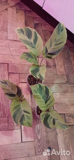 Калатея еллоу fusion