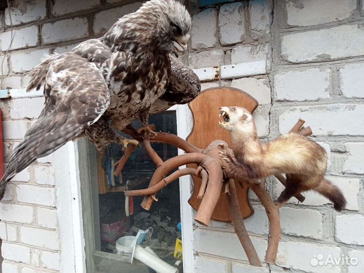 Чучело птицы и зверька