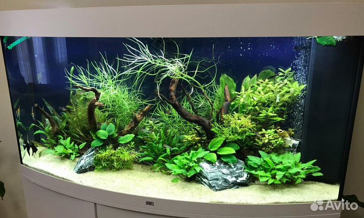 Оформление, дизайн и(или) запуск аквариума