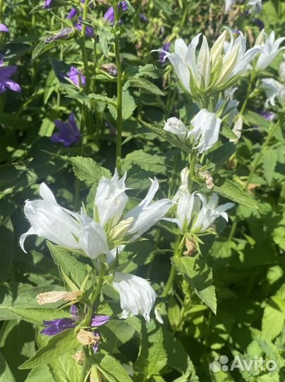 Колокольчик крапиволистный