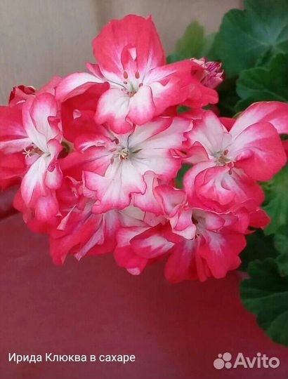 Герань мозаичная