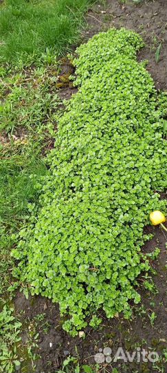 Почвопокроврое растение