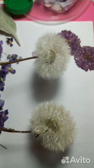 Сухоцветы для творчества