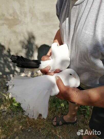 Продам голубей