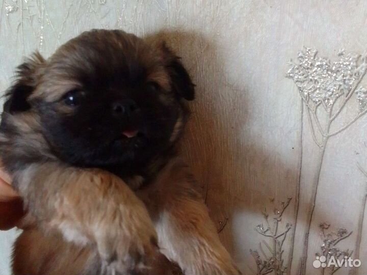 Щенки пекинеса