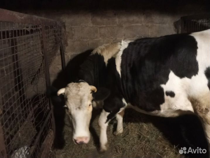 Телка стельная