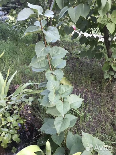 Саженцы:сирень,гортензия,хосты, ромашки желтые