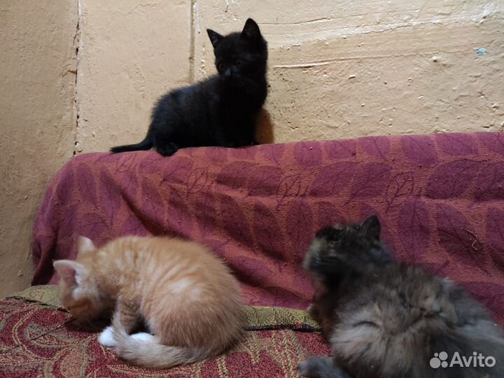 Котята в добрые руки бесплатно