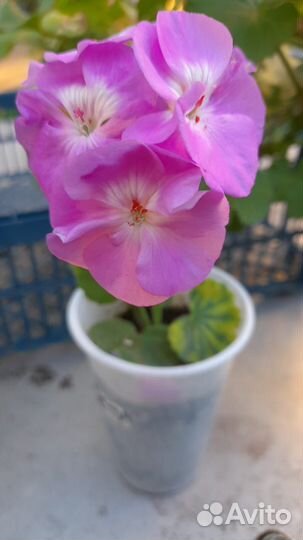 Укорененные черенки сортовой герани(пеларгонии)