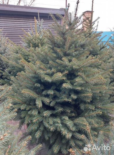 Ели более 2.5м предзаказ