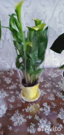 Комнатные цветы
