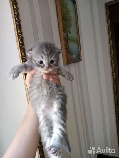 Британские котята