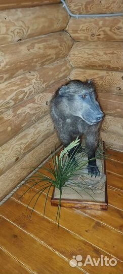 Чучела животных