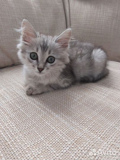 Отдам котенка бесплатно