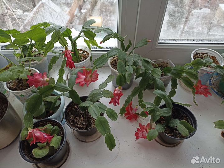 Комнатные цветы