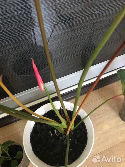 Калифорния