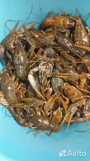 Живые и варёные раки