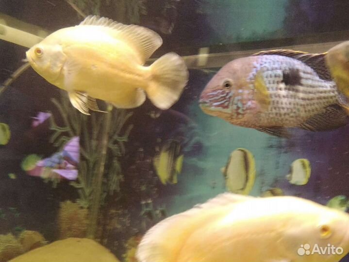 Аквариумные рыбки
