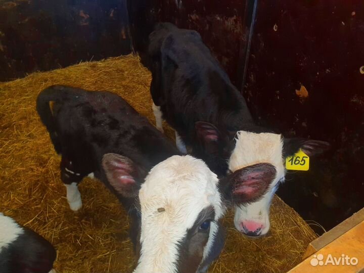 Телята. Доставка бесплатно