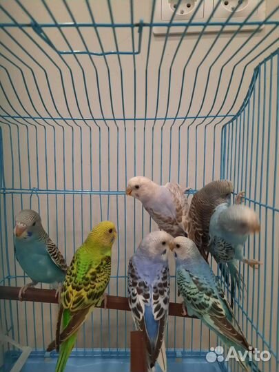 Волнистый попугай (самка)