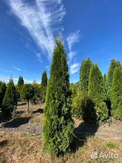 Туя Смарагд 200 см из питомника