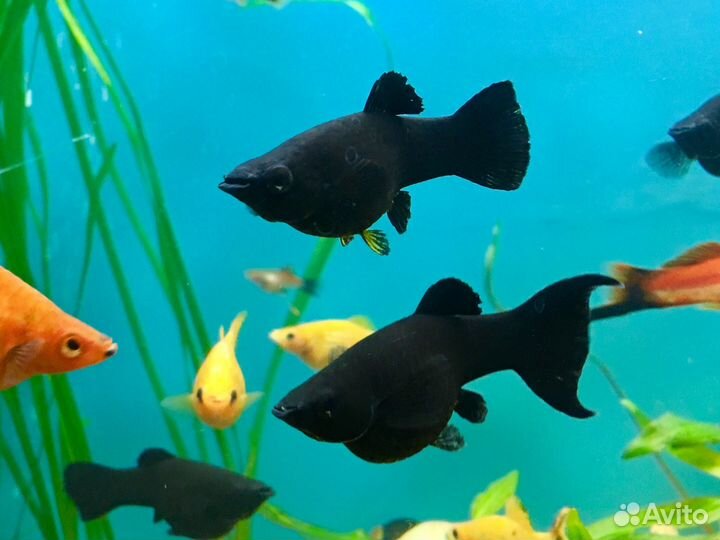 Аквариумные рыбки