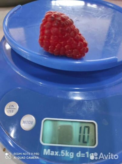 Саженцы малина клубника рябина ежевика смородина