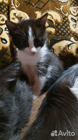 Котята