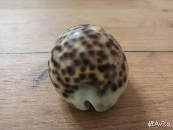 Морская раковина