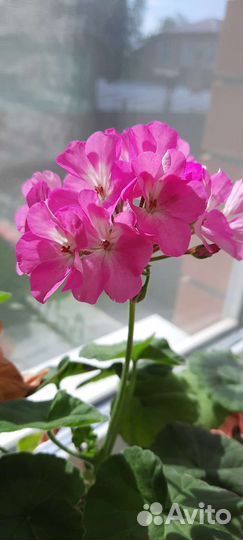 Пеларгония,герань