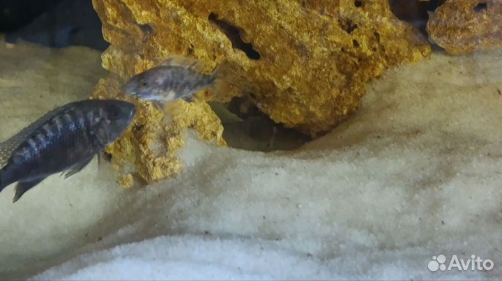 Аквариумные рыбки. Малавийские цихлиды