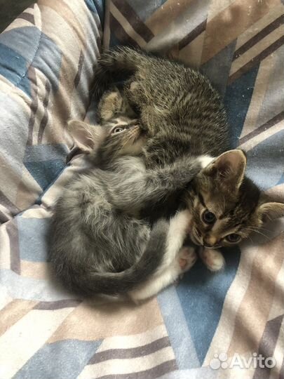 Кошки