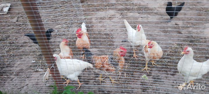 Молодые петушки