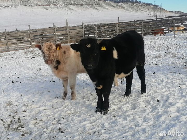 Бычки живым весом