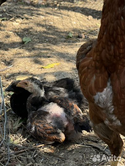 Бойцовые куры