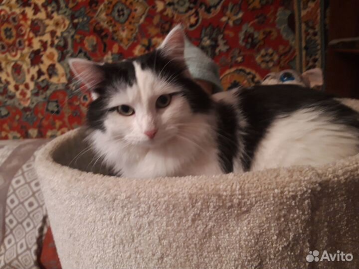 Кот Леопольд (Лео) в добрые руки