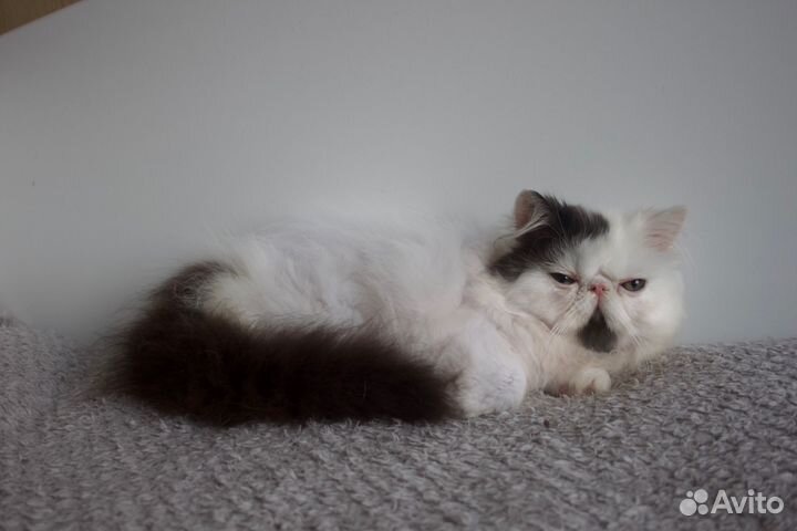 Персидский котенок