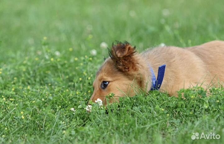 Щенок в добрые руки