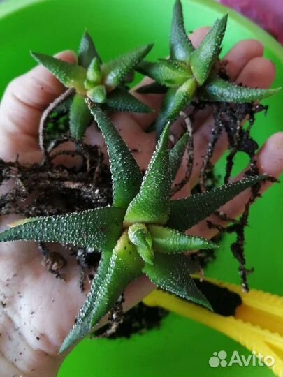 Хавортия суккулент